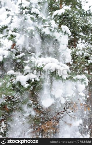 Snow on a fur-tree. A falling snow from branches of trees