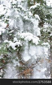 Snow on a fur-tree. A falling snow from branches of trees