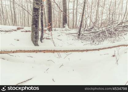 Snow on a large branch in the forest