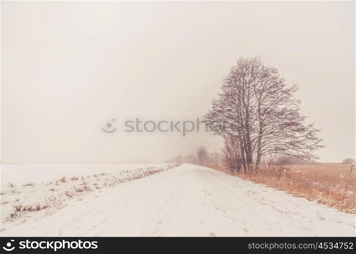 Snow on a lonely tree by the road in the winter