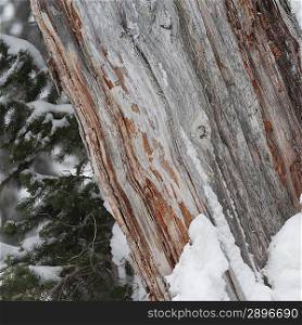 Snow on a tree trunk, Symphony Amphitheatre, Whistler, British Columbia, Canada