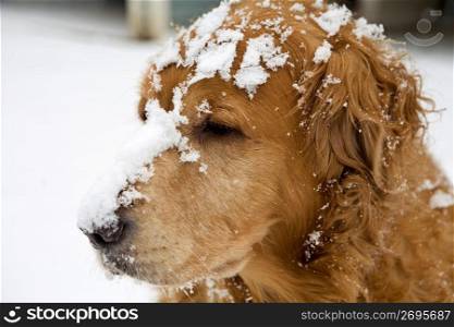 Snow on dog, close-up
