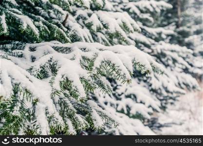 Snow on pine branches in the forest at wintertime