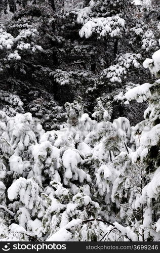 Snow on pines tree after a blizzard