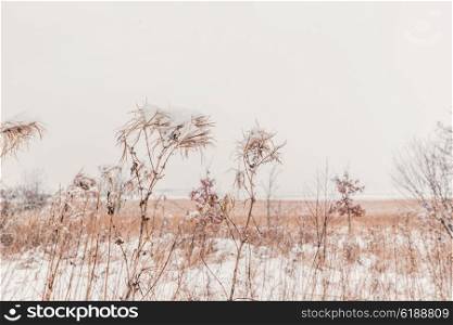Snow on tall grass in the winter