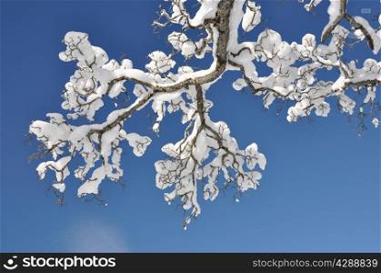 Snow on the branch