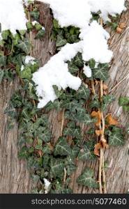 snow on the green ivy on the background of the tree (Hedera helix)