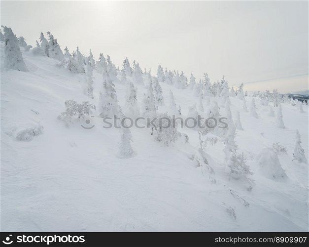 snow on the hill and forest in Japan