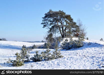 Snow on the Kootwijkerzand at Kootwijk in The Netherlands.