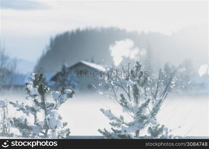Snow on the mountain pines in a cold high mountain environment.