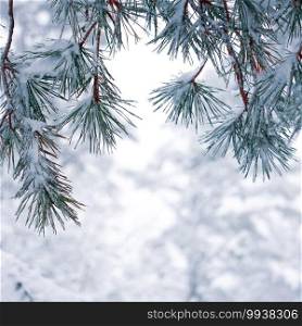 snow on the pine leaves in winter season