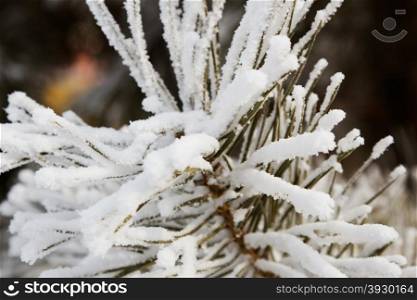 Snow on the pine needles. Close up white snow on the pine needles