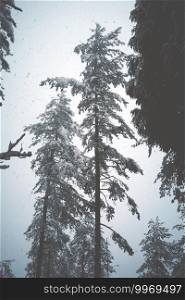                                snow on the pine tree in the mountain in winter season, white background