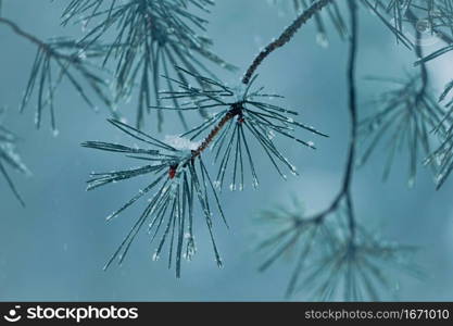 snow on the pine tree leaves in winter season