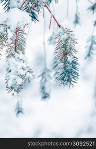 snow on the pine tree leaves in winter season