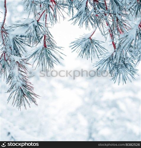 snow on the pine tree leaves in winter season