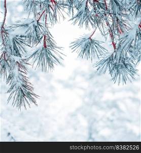 snow on the pine tree leaves in winter season