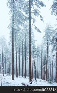 snow on the trees in the mountain in Bilbao, Spain, winter season