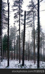 snow on the trees in the mountain in winter season, Bilbao, Spain