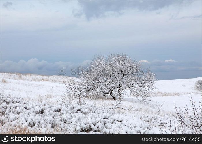 Snow on tree on the background of the cloudy sky