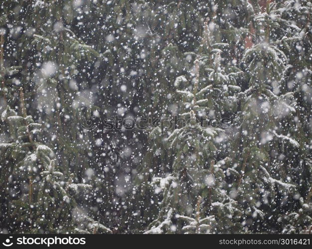 snow on tree. snow on a pine tree in cold winter