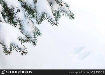 Snow on winter evergreen branches