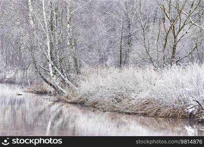 Snow on winter nature park. Cold Weather forest landscape, trees reflection in water. Frost on grass, cane. January fog. Forest river sunrise. Europe morning rural scene