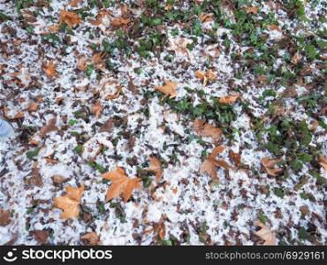 snow over ivy background. snow over ivy and fallen leaves in winter useful as a background