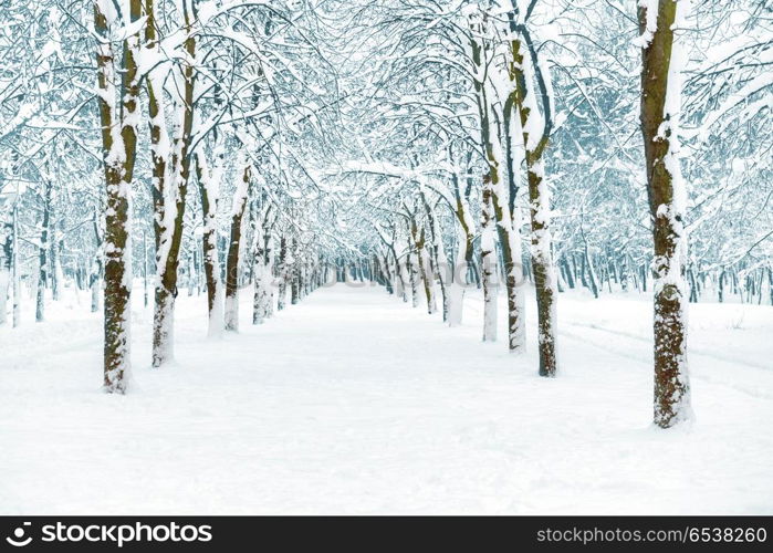 Snow park with white trees. Blue snow park with white trees on central alley