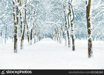 Snow park with white trees. Blue snow park with white trees on central alley