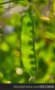 Snow pea in urban homestead orchard. Snow pea in urban homestead orchard field