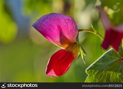 Snow pea pink flower in orchard field. Snow pea pink flower in orchard field background