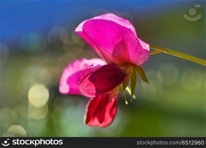 Snow pea pink flower in orchard field. Snow pea pink flower in orchard field background