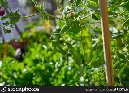 snow peas in urban homestead orchard. snow peas in urban homestead orchard field