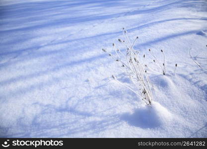 Snow scene