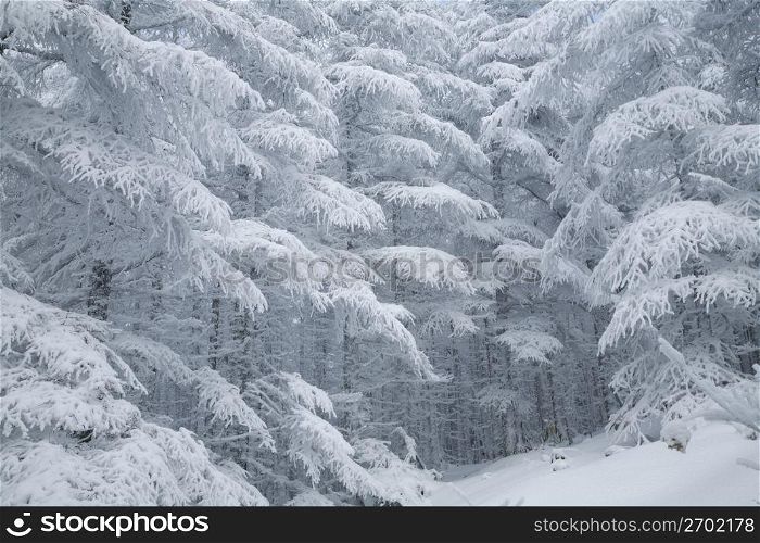 Snow scene