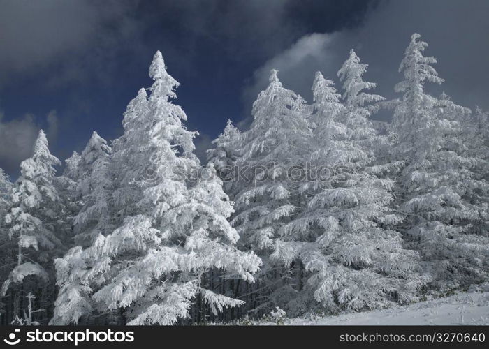 Snow scene