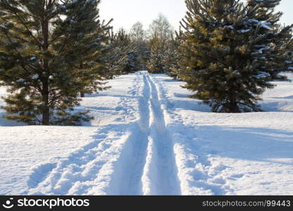 Snow skiing Track in pine forest