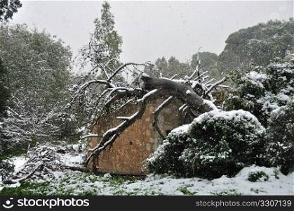 Snow storm in forest. Fallen tree trunk on top of abandoned house.
