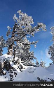 Snow topped trees
