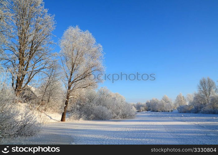 snow tree on coast winter river