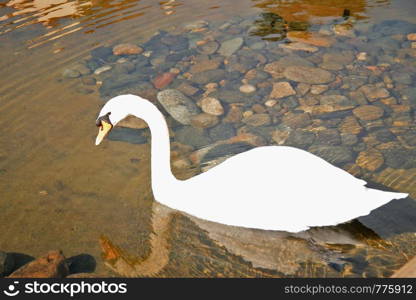 Snow white swan and his reflection swimming in the pond of clear water