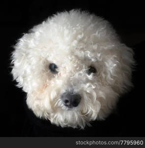 Snowball Head of Bichon Frise dog isolated on black background