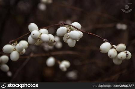 Snowberries (Symphoricarpos) on a dark background.