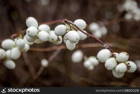 Snowberries (Symphoricarpos) on a light background.