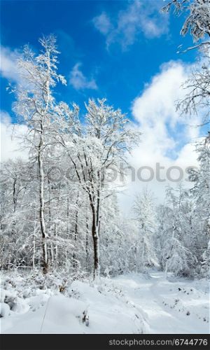 Snowbound winter earthroad through beautiful mountain snow covered forest
