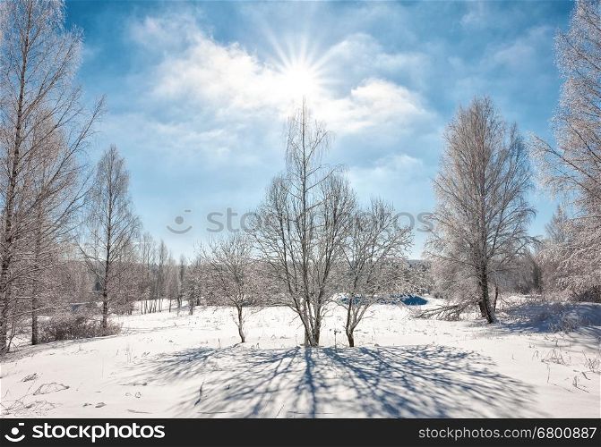 Snowcapped trees in the glistening sunshine, bright winter day
