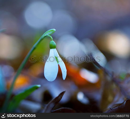 snowdrop