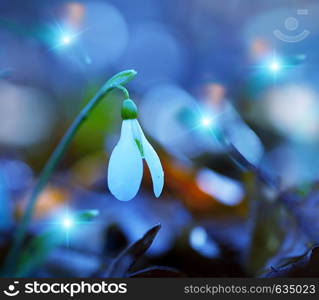 snowdrop