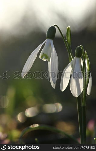 Snowdrop